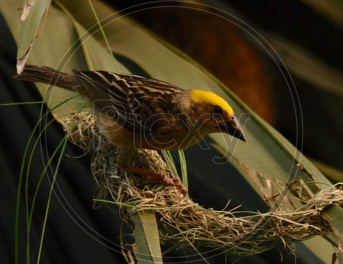 Baya Weaver bird nest in a plum tree