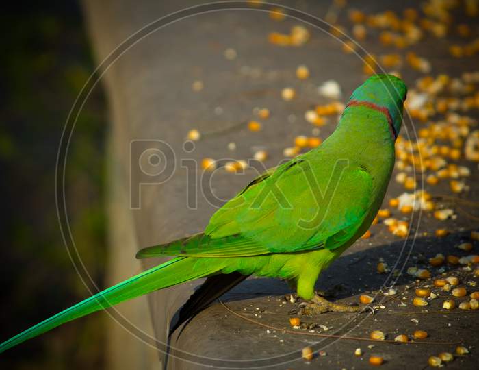 Green Indian Ringneck Parakeet, Colorful Parrot Eating Corn Slice, Phuket Bird Park,