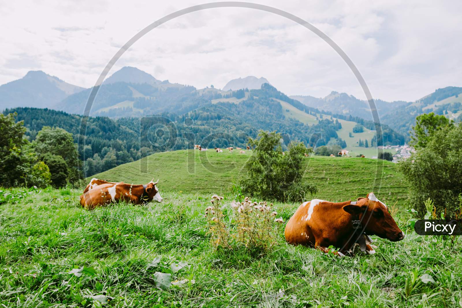 Cows Graze In The Meadow With Mountain View