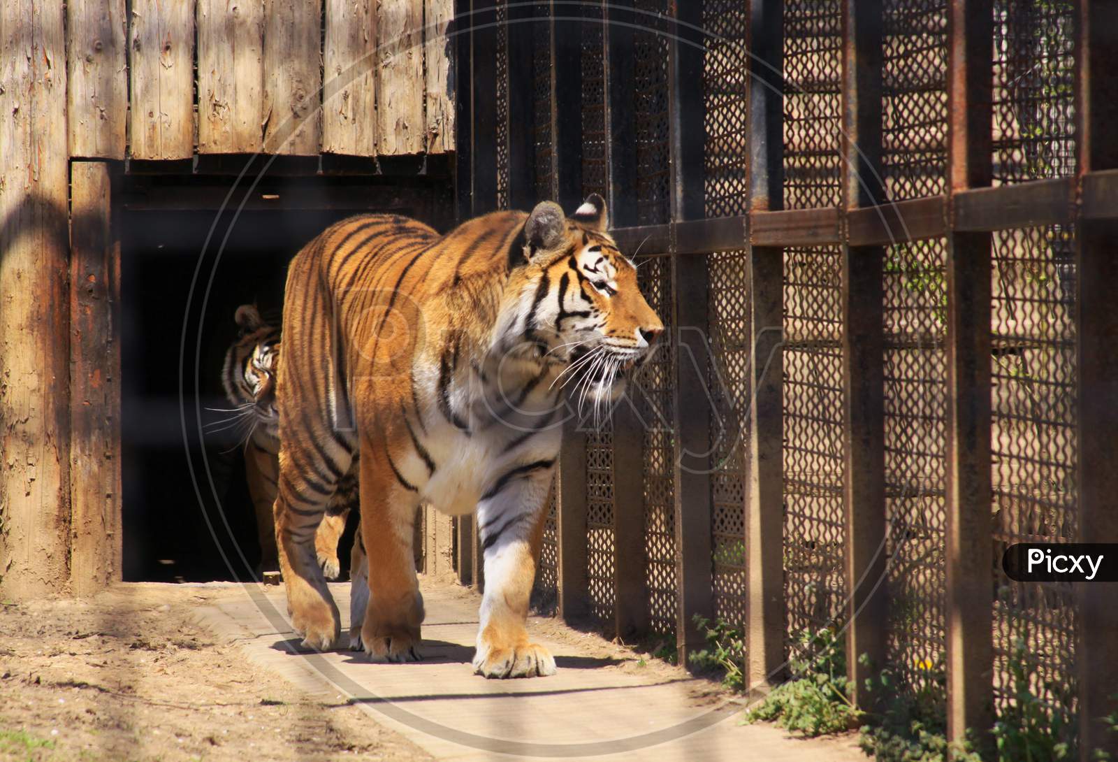 Indian Tiger In Cage At The Zoo