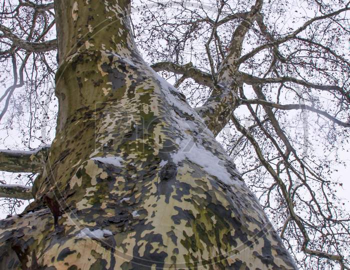 Sycamore Bark On Tree Trunk In Winter No Leaves