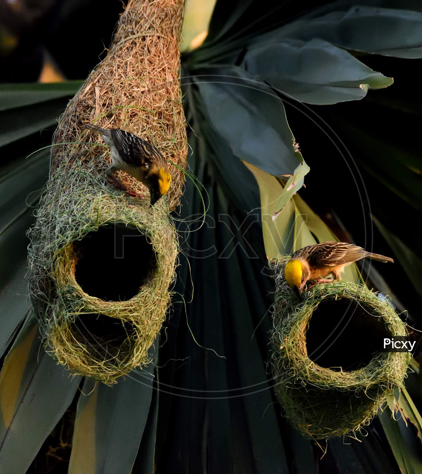 Baya Weaver bird nest in a plum tree