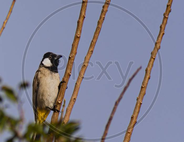 The White Eared Bulbul perching on a tree