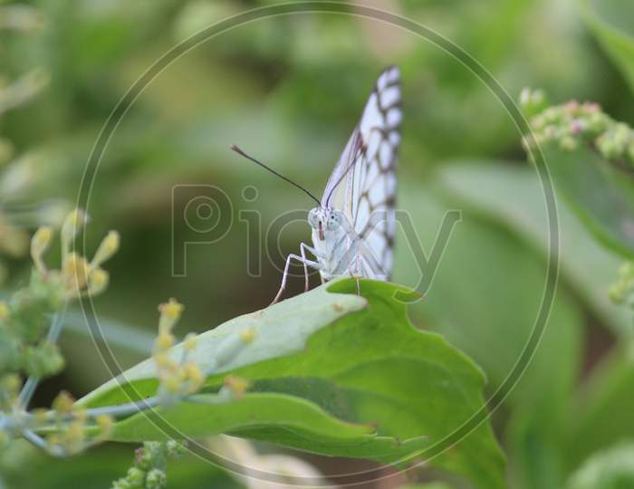 Close Up Details Of Butterflies, White Butterflies On Flowers Against A Blur Background, A Butterfly Is Sucking Honey On A Flower.