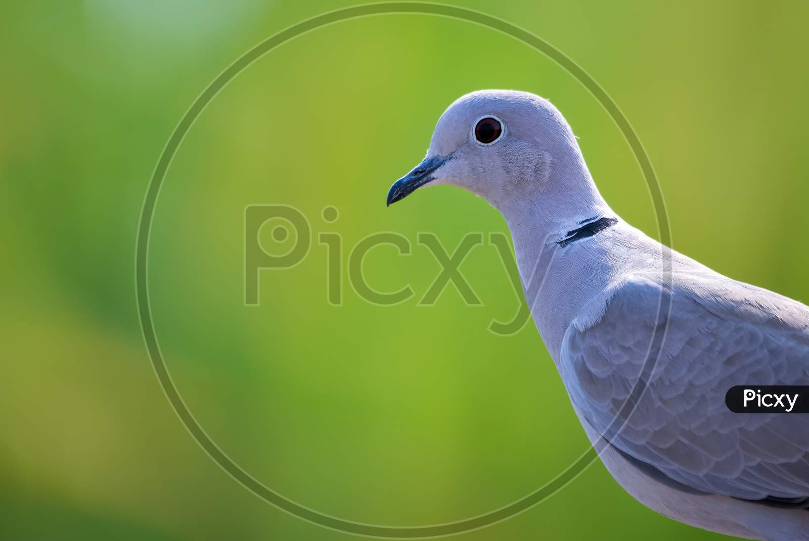 Eurasian Collared Dove Portrait
