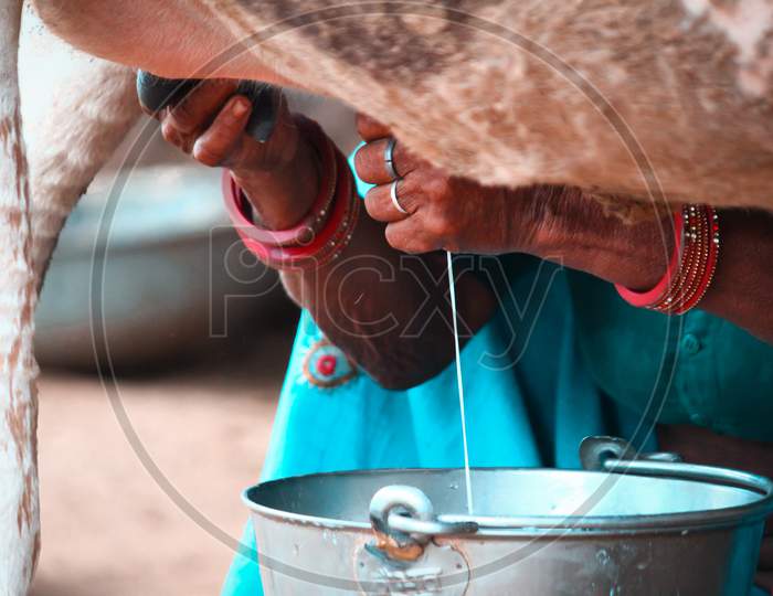 Hands Of A Indian Woman Milking A Cow
