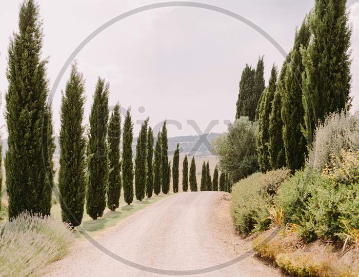 Tuscany View With Cypress Trees