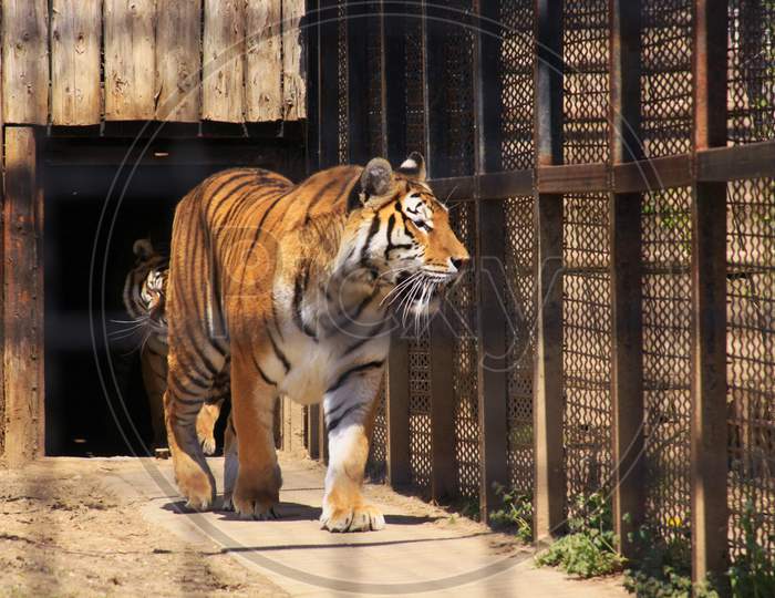 Indian Tiger In Cage At The Zoo
