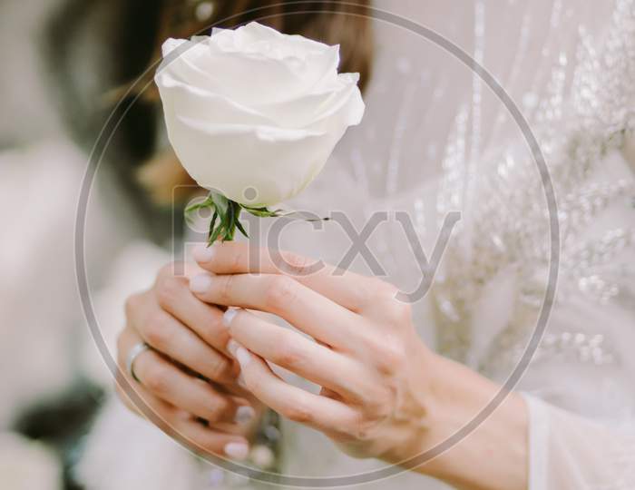 Woman Holding White Rose Flower