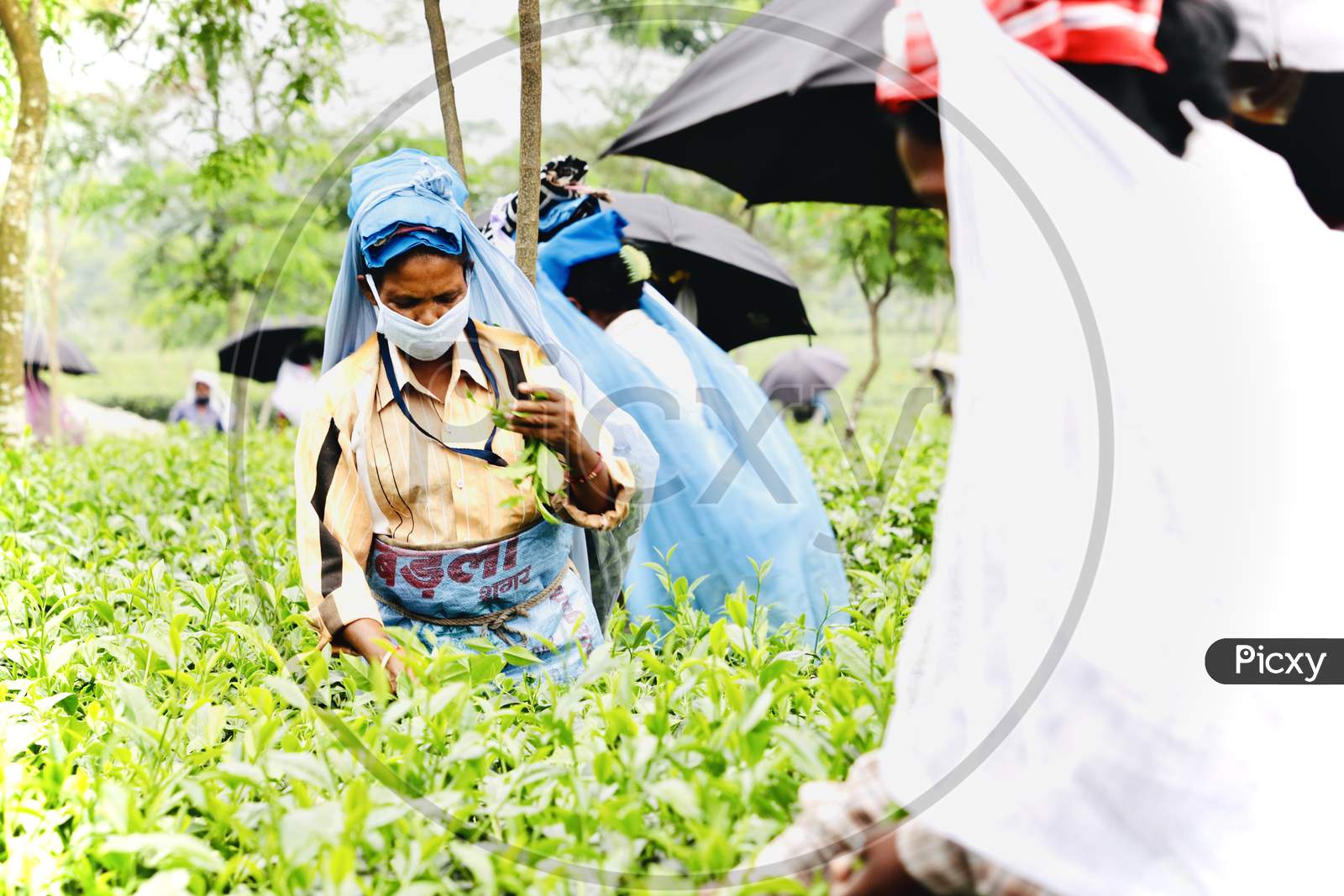 Women Plucking tea Leaves