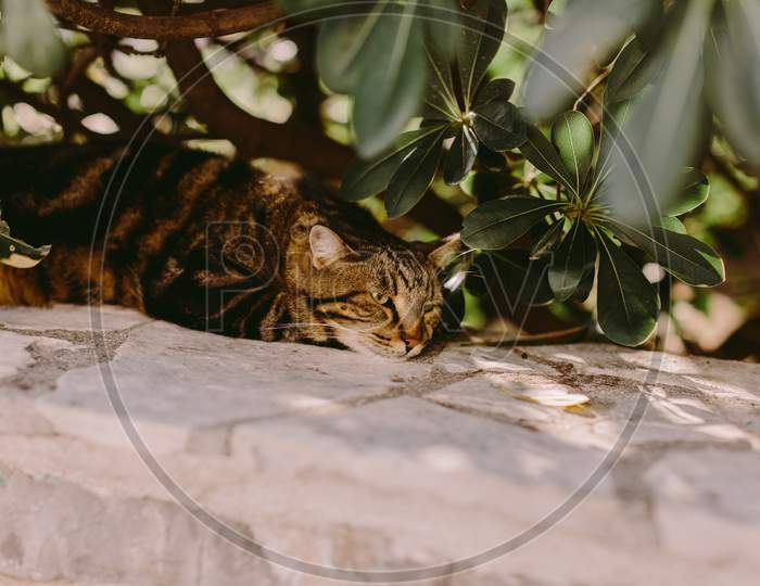 Cat Laying In Tree Shadow