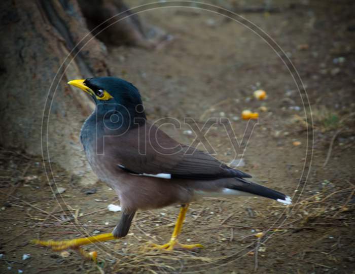 Close Up Of Common Myna Walking On The Ground