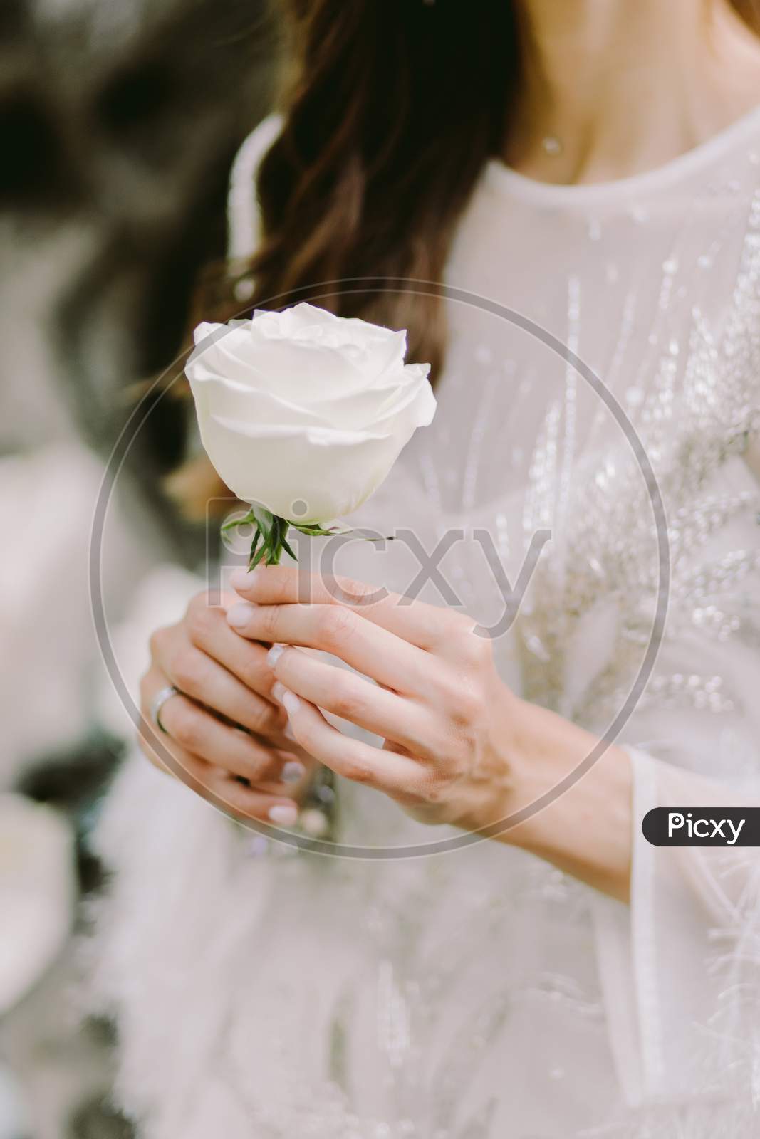 Woman Holding White Rose Flower