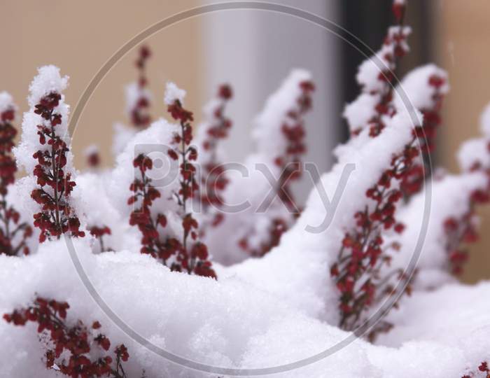 Red Garden Flowers In Frost After Snow Fall