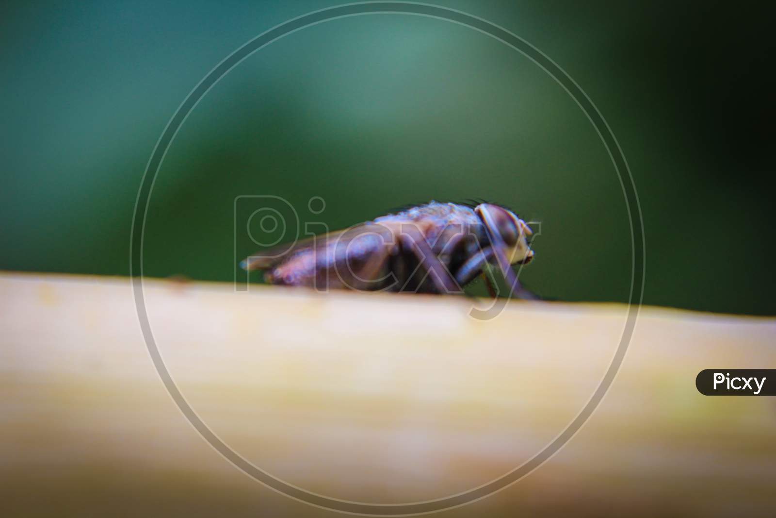 Macro Picture Of Fly On The Leaf