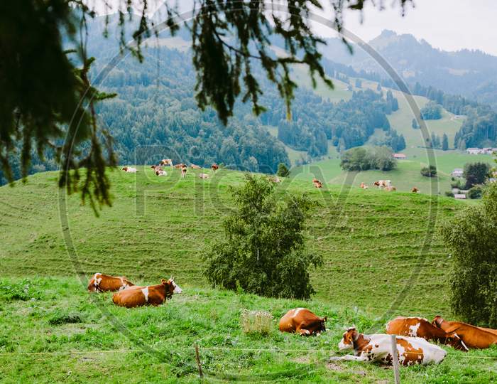 Cows Graze In The Meadow With Mountain View