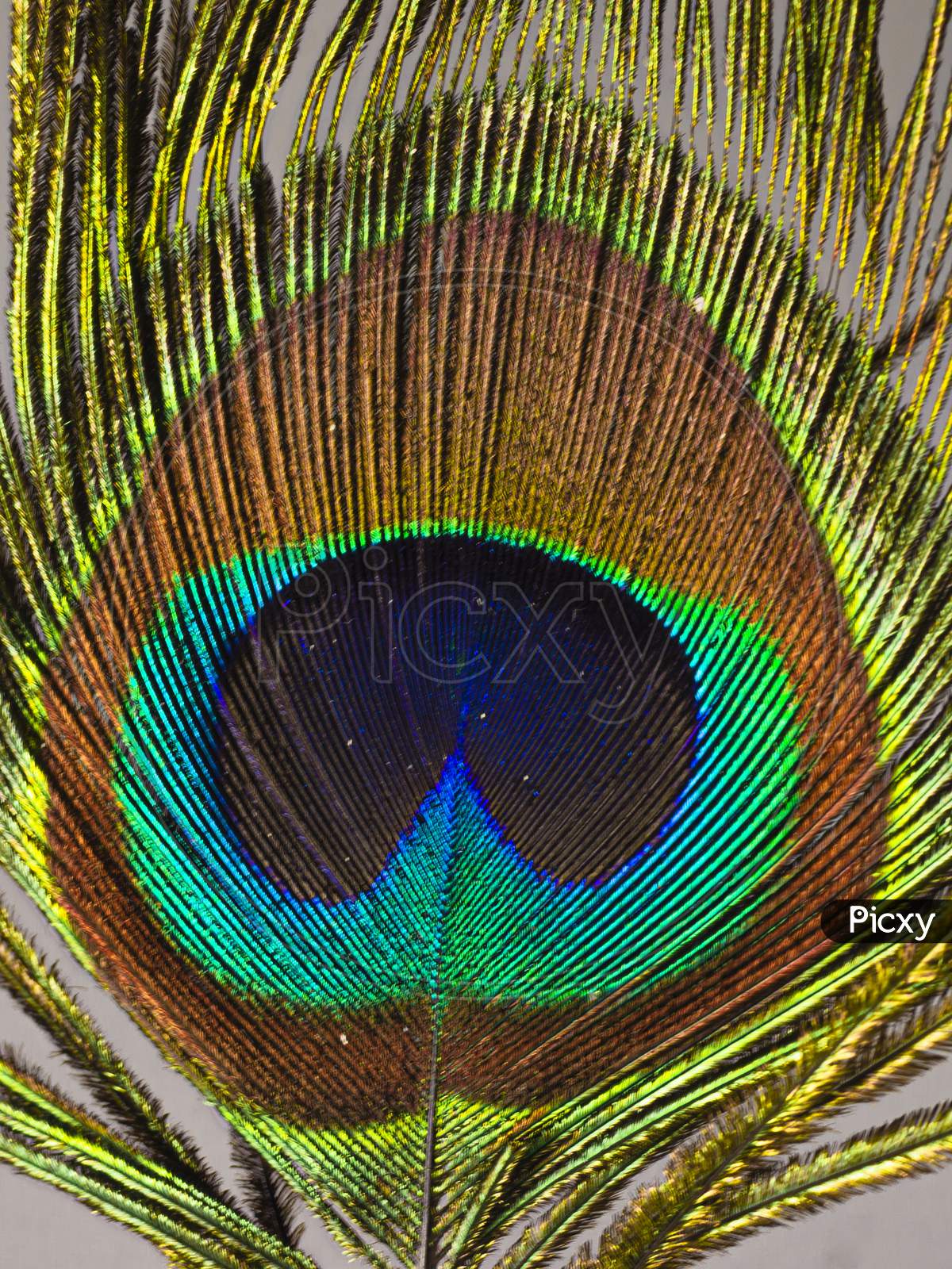 A Beautiful Close up of a peacock feather