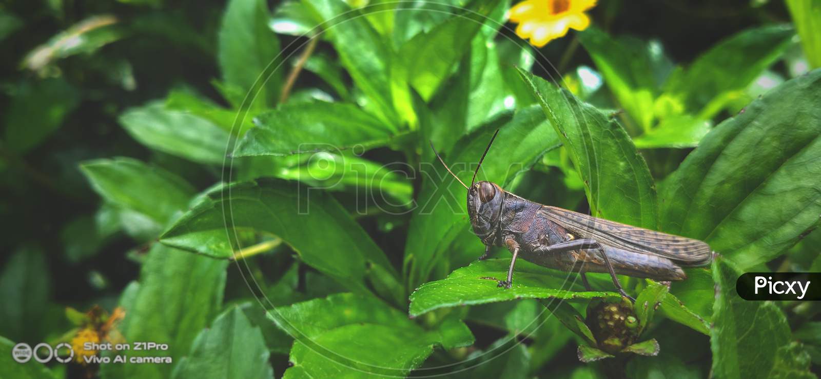 Migratory Locust, Locust, Locusta Migratoria. Grasshopper (Locust) Eating Green Plants Isolated On Nature Background. Locust Attack In India.