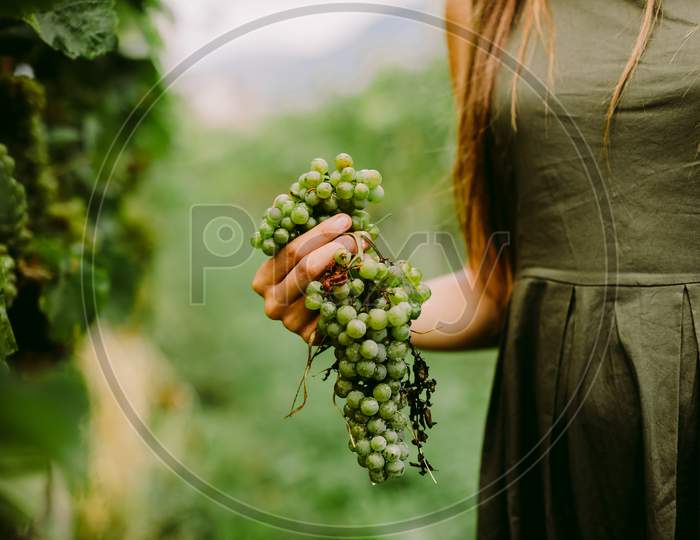 Woman Holding Grape In Wineyard