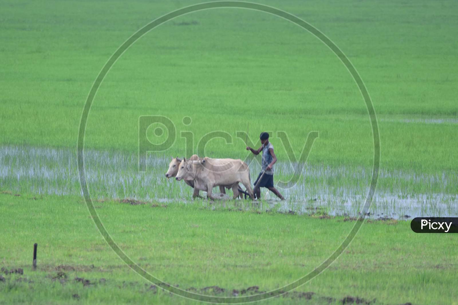 Indian Farmer Ploughing A Paddy Field At Dharamtul In Morigaon District Of Assam ,India on June 4,2020