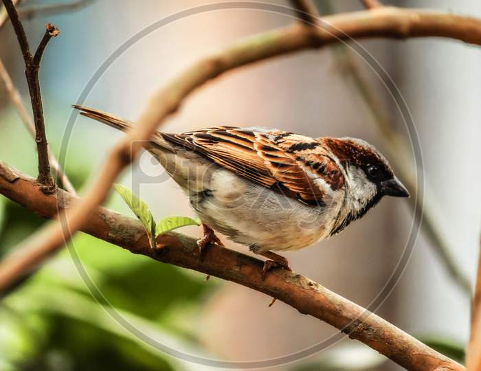 A cute little sparrow