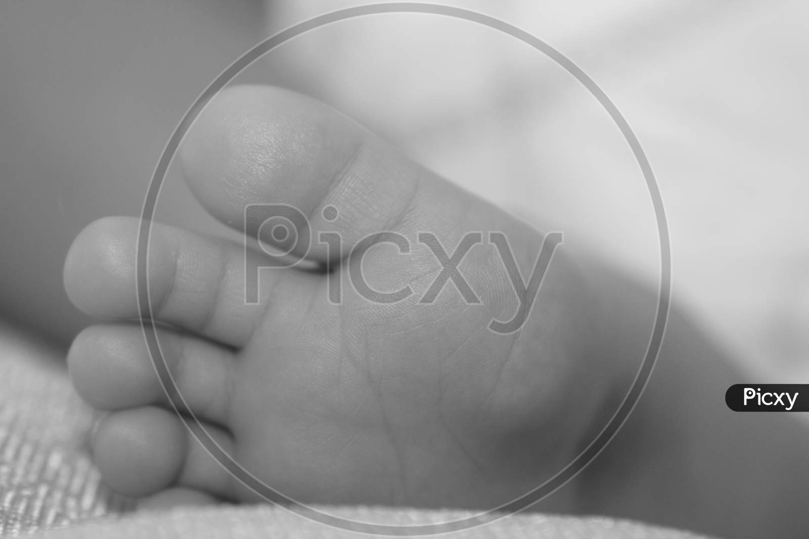Closeup New Born Infant Baby Feet. Black And White