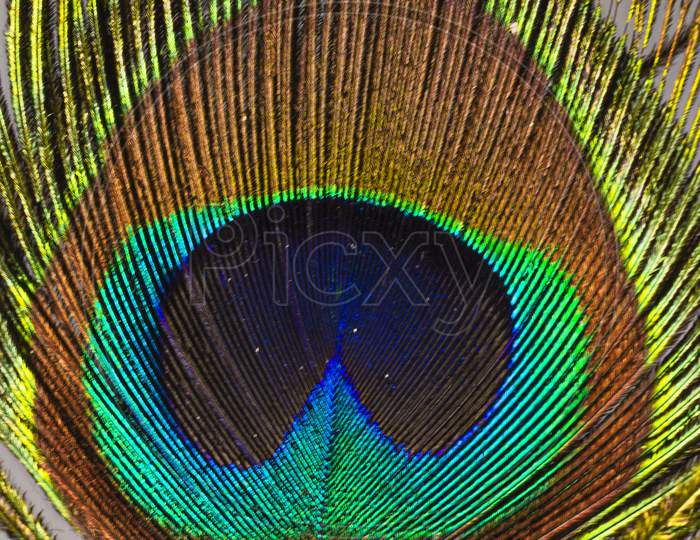 A Beautiful Close up of a peacock feather