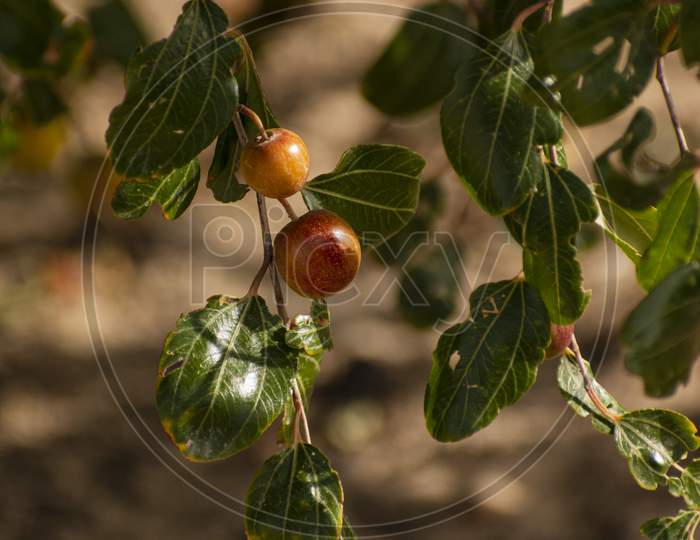 Jujube fruits hanging on a ziziphus tree