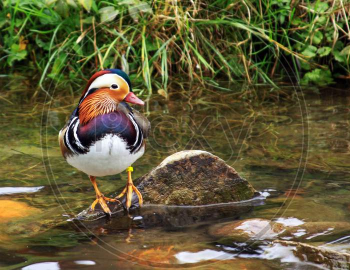Male Mandarin Duck (Aix Galericulata) Near Water