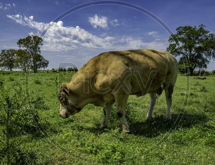 Huge Light Brown Cattle Animal In The Field. Food For Humans Of Animal Origin.