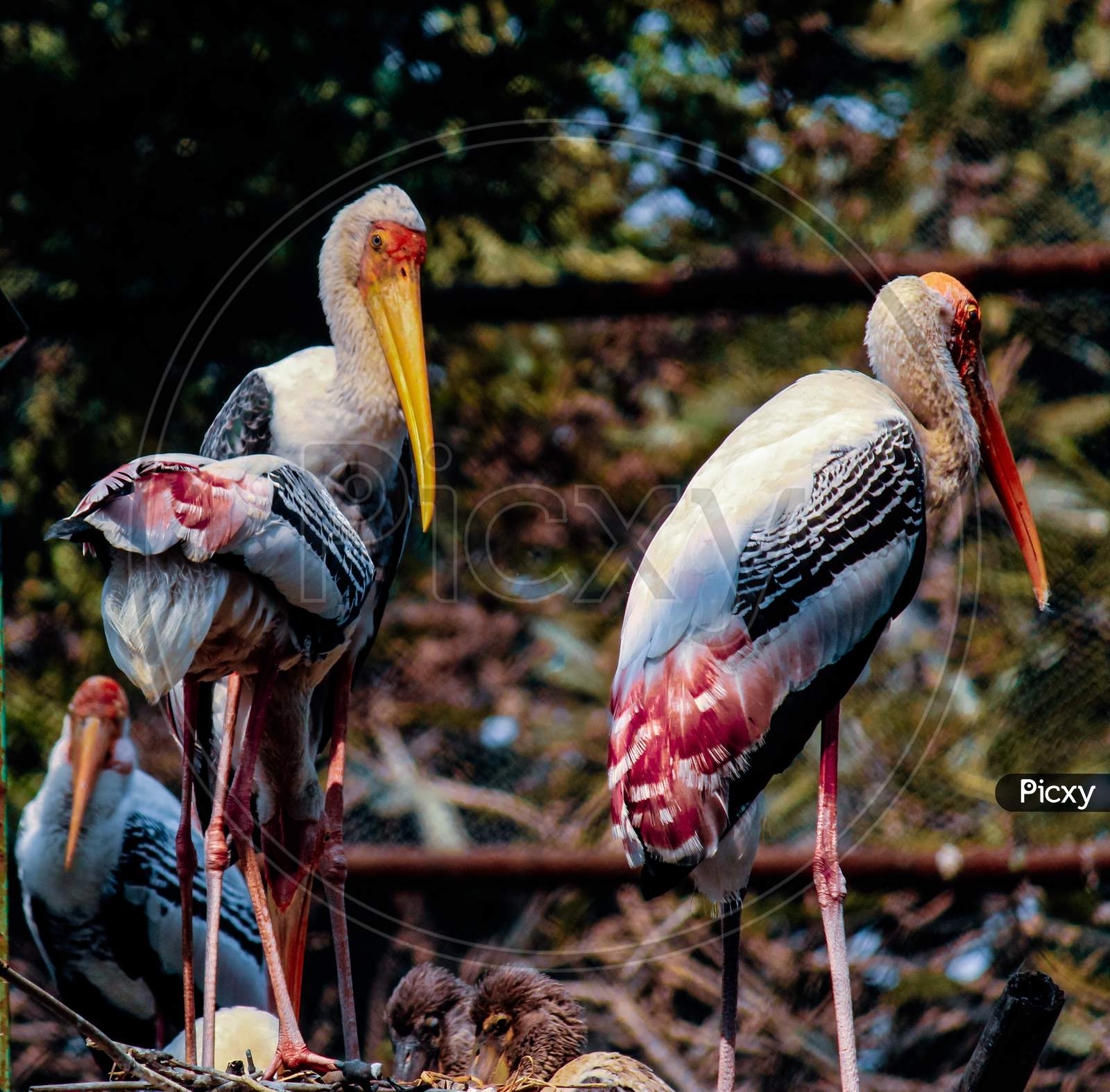 The love of a mother Painted Stork