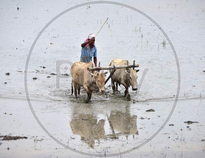 Indian Farmer Ploughing A Paddy Field At Dharamtul In Morigaon District Of Assam ,India on June 4,2020