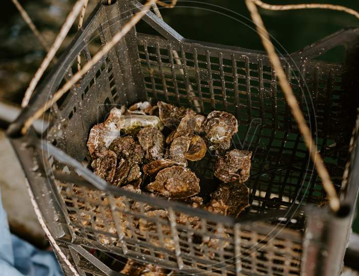 Fresh Oysters Caught In Farm Box