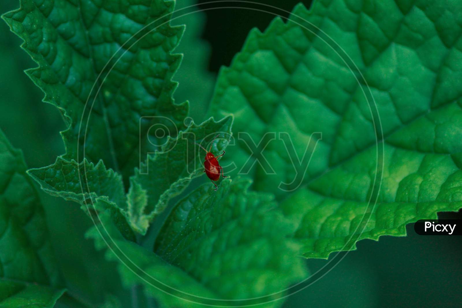 Red Pumpkin Beetle On A Green Leaf