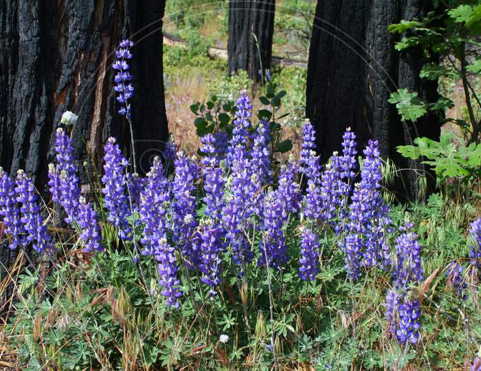 Alpine Lupine After The Fire