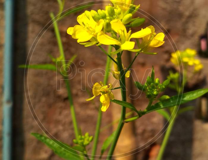 Cultivation Mustard plants and branches and flowers with sunlight effect,colour of yellow, and green Grass, 25/12/2018, West Bengal, India