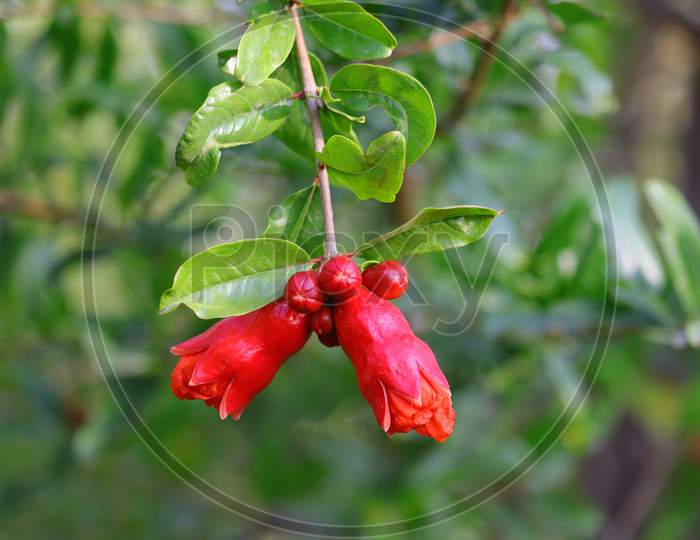 Pomegranate Flower Photography, Hd Background Image