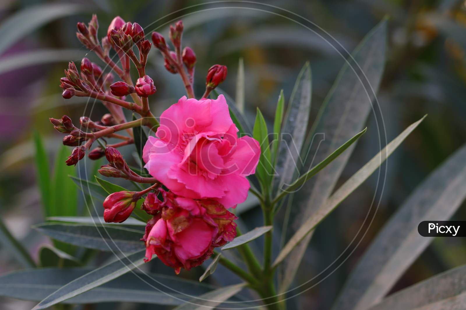 Pink Oleander Flower Hd Photography