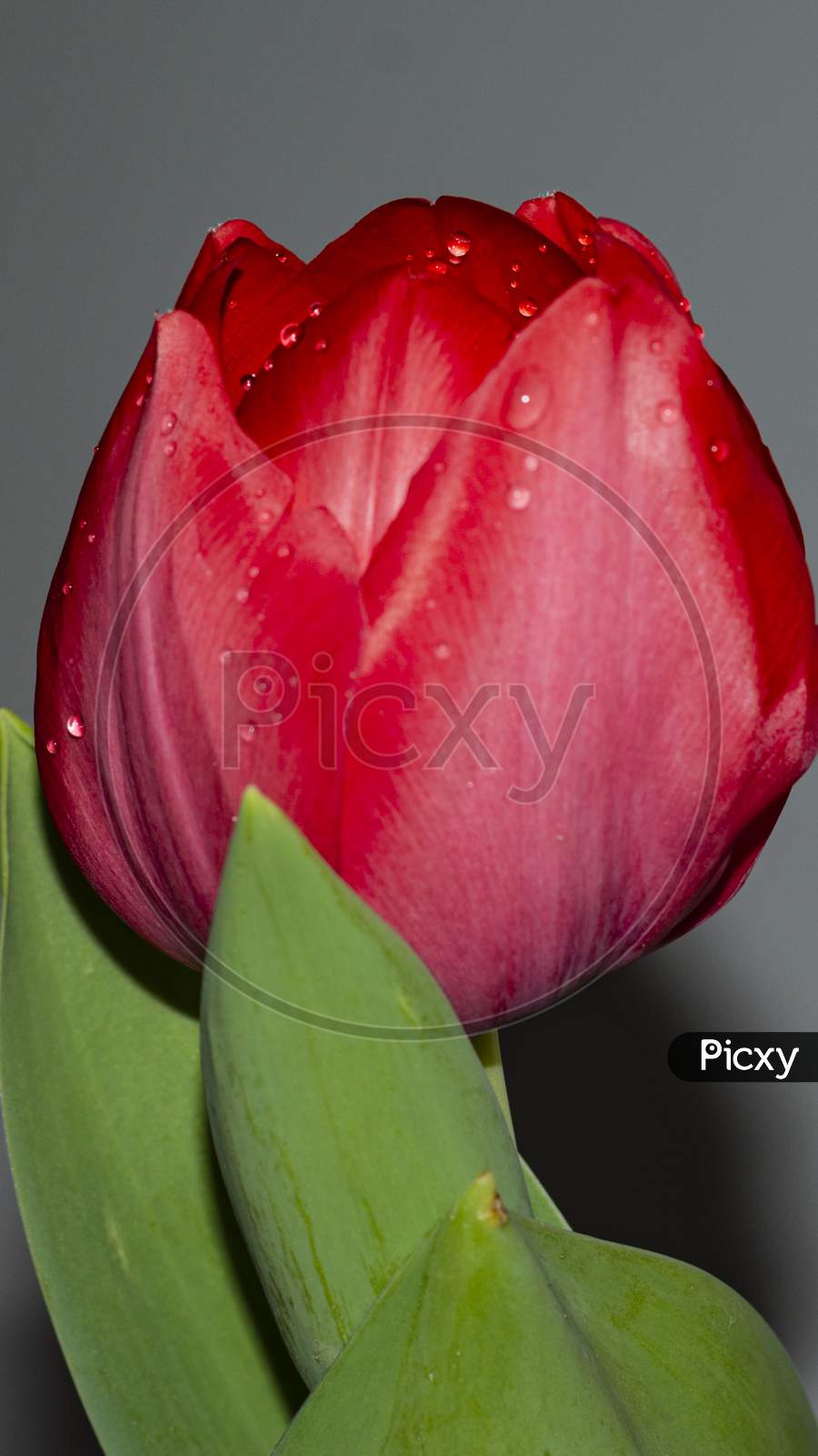 A close up red tulip flower with droplets of water covered with green leaves