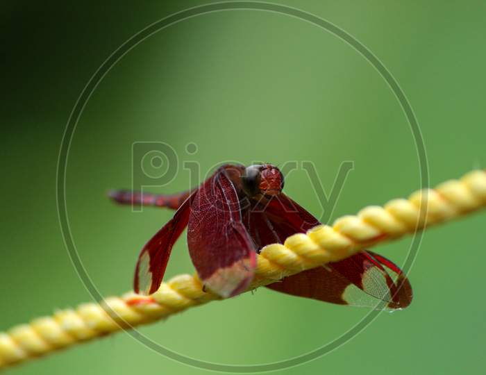 Red Dragonfly Resting On A Yellow Rope