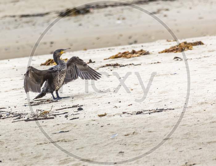 A cormorant at a beach in Victoria, Australia at a rainy day in summer.