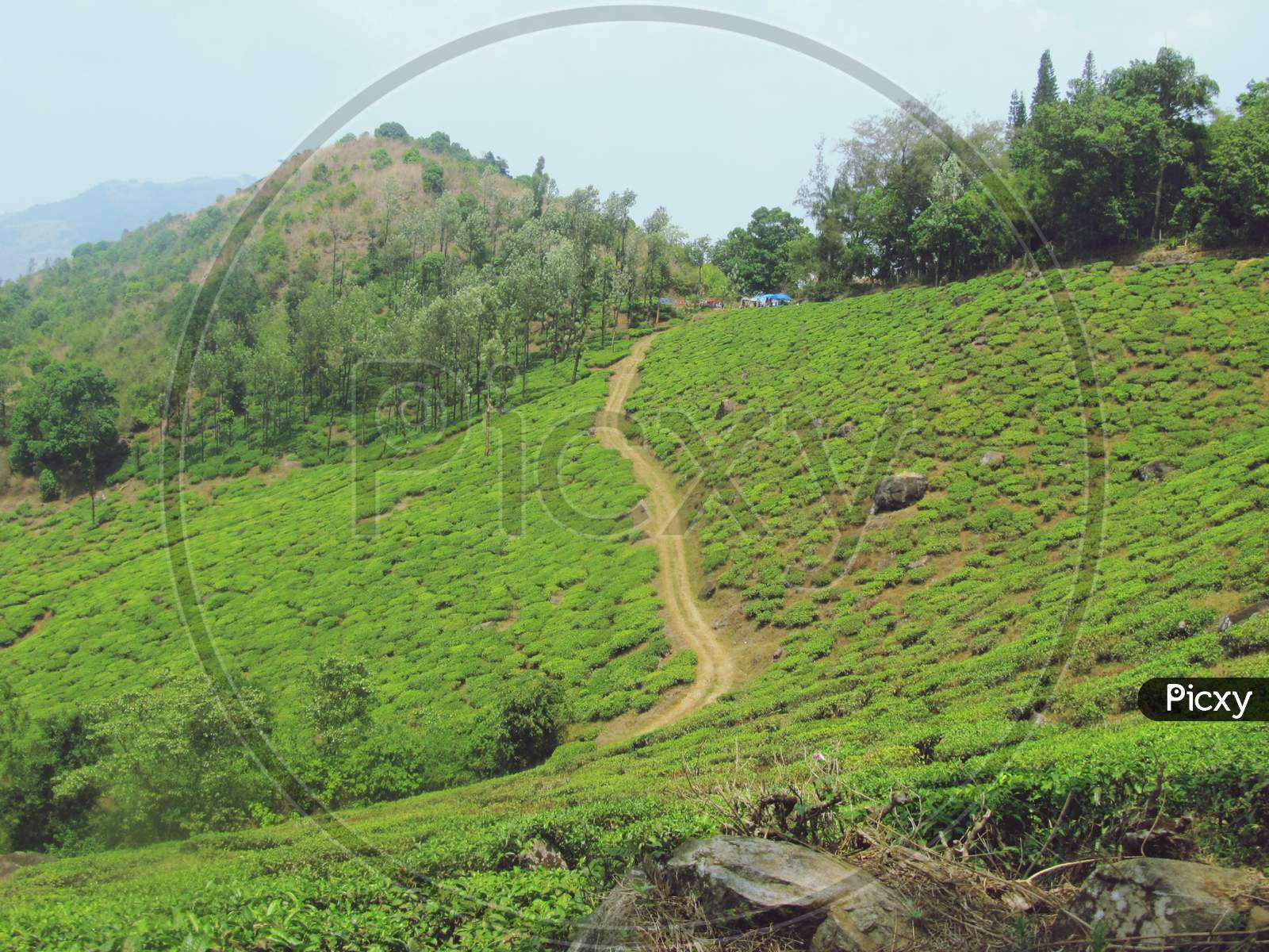 Green Tea Plantation in Kerala Wayanad