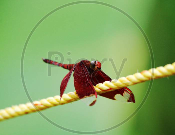 Red Dragonfly Resting On A Yellow Rope