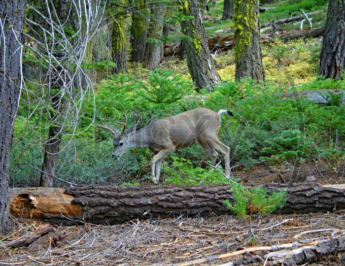 Deer Grazing In Sequoia National Park
