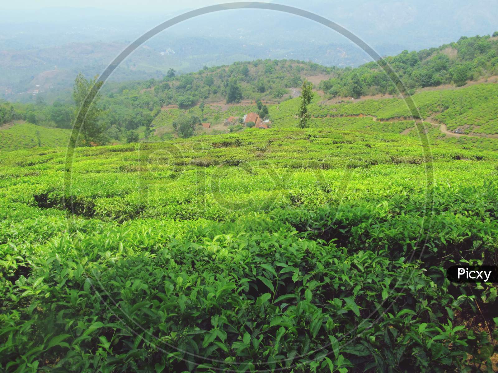 Beautiful Tea Plantation in Kerala