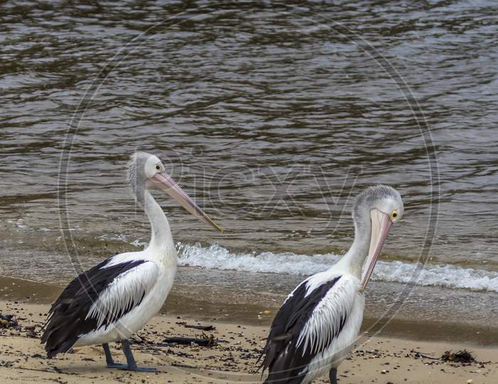 Pelican and other waterbirds at a beach in Victoria, Australia at a rainy day in summer.