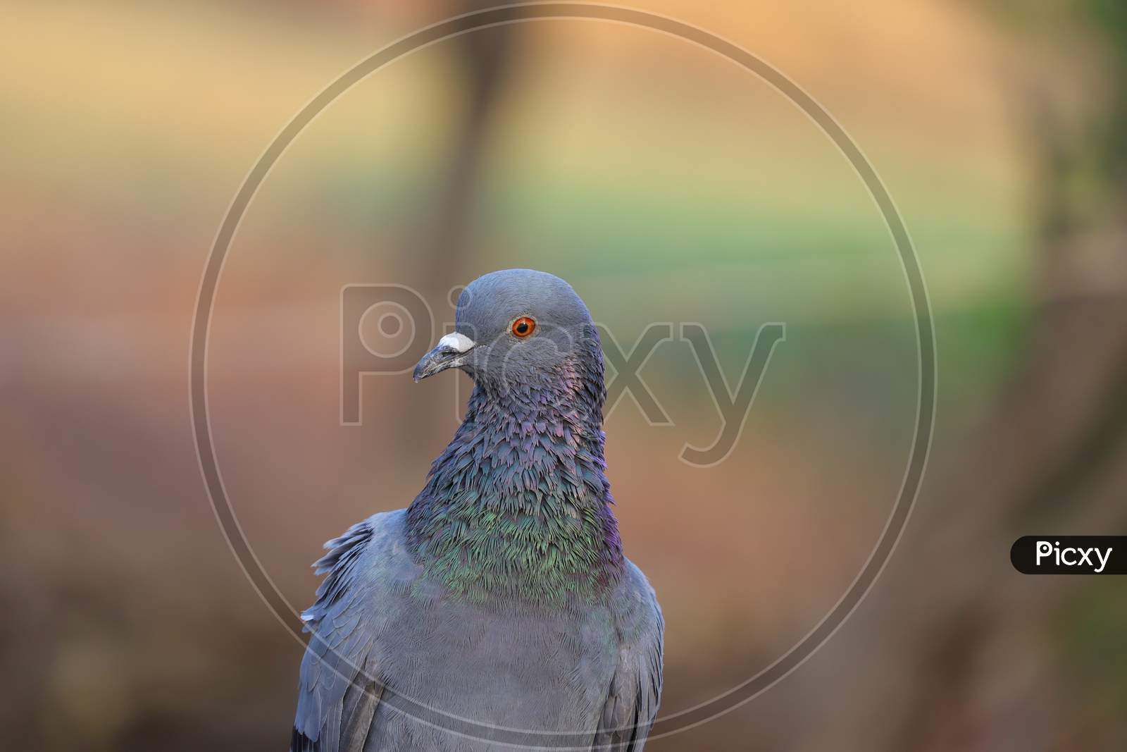 Front View Pigeon Photography