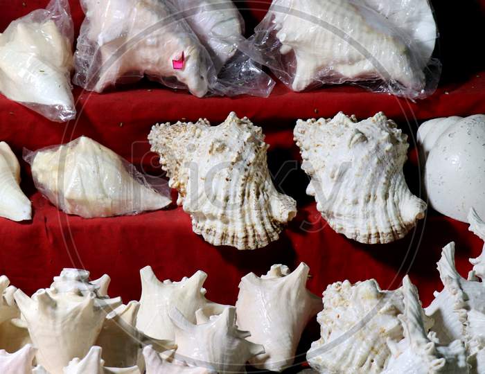 Selective Focus on Sea Shells in a Store
