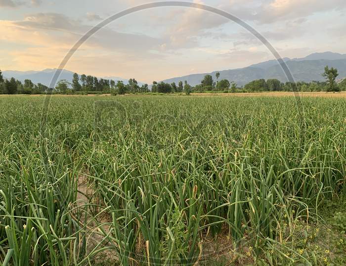 Commercial Purpose Onion Field In Northern Pakistan. Sunset Time