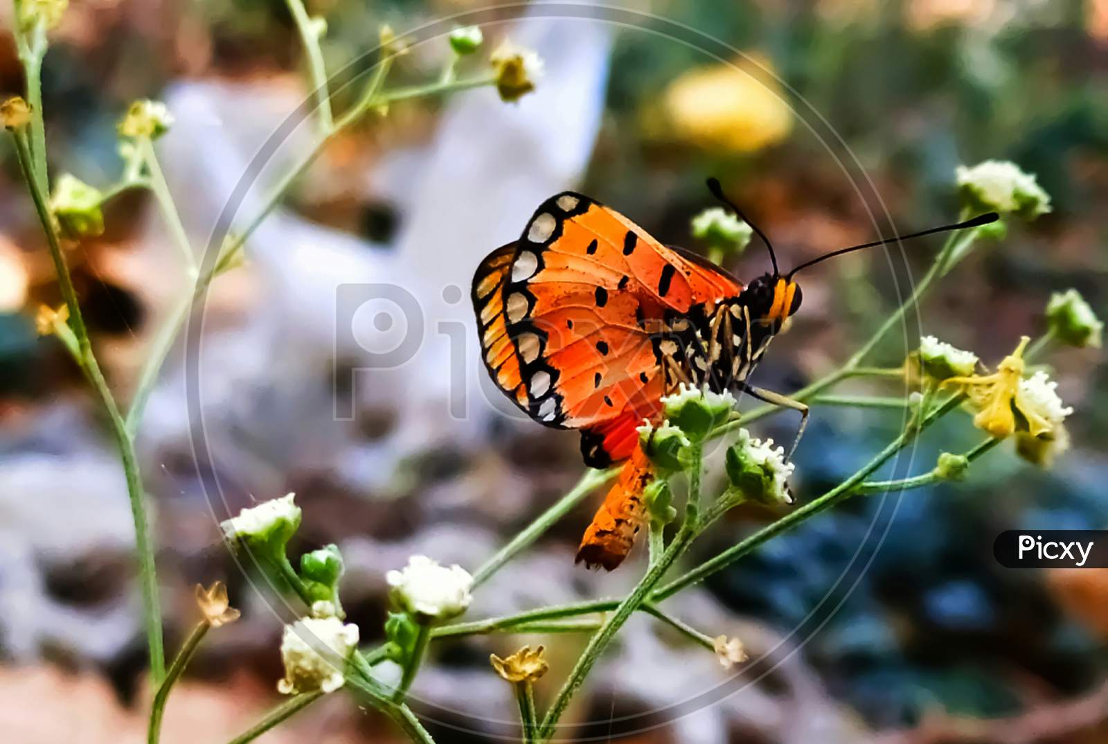 Monarch butterfly female